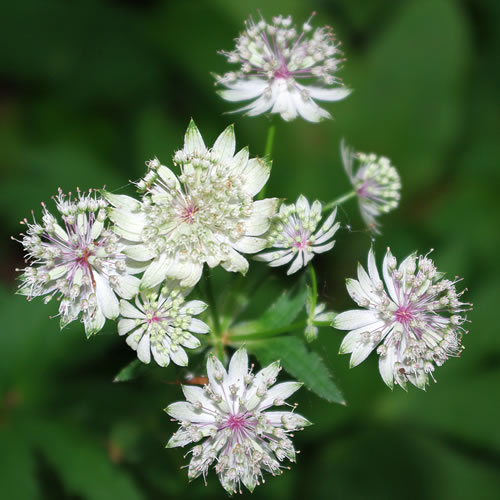 Astrantia major Buckland